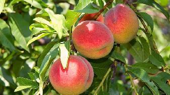 減肥提示 健康須知:早餐前應先喝水