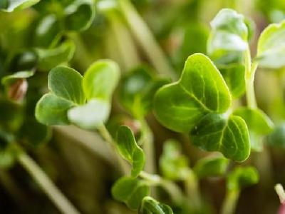 經(jīng)期如何減肥？經(jīng)期后七天減肥法推薦