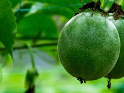 減肥吃什么效果好？推薦番茄雞蛋減肥法