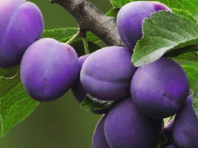 紅薯能減肥 注意紅薯這樣吃更容易瘦