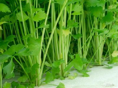 一般游泳可以減肥嗎？游泳減肥的正確方法是什么？