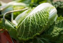 警惕！誤食這些食物當(dāng)心讓你中毒