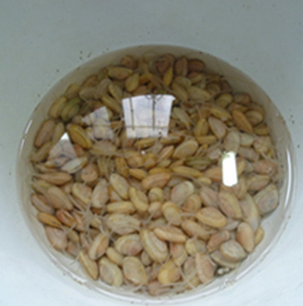 炒海瓜子的做法-家常味炒菜譜-易網<a href=http://m.logojc.com/ target=_blank class=infotextkey>健康養生</a>網 炒海瓜子的做法-家常味炒菜譜