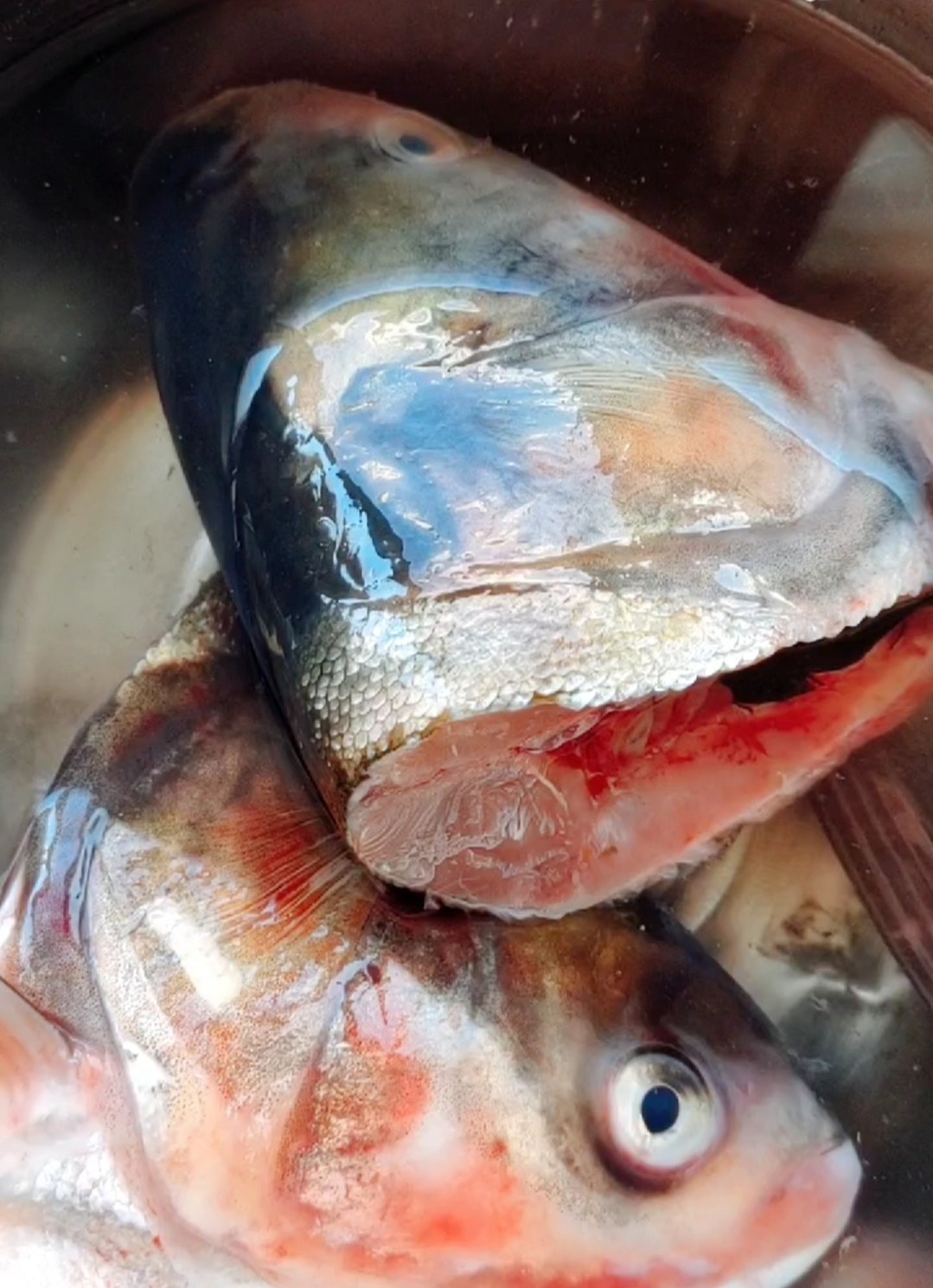 魚頭泡餅的做法-家常味燉菜譜-易網<a href=http://m.logojc.com/ target=_blank class=infotextkey>健康養生</a>網 魚頭泡餅的做法-家常味燉菜譜