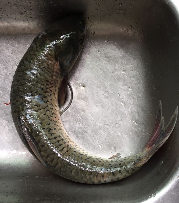 泡兒菜燒草魚(yú)的做法-酸辣味燒菜譜-易網(wǎng)<a href=http://m.logojc.com/ target=_blank class=infotextkey>健康養(yǎng)生</a>網(wǎng) 泡兒菜燒草魚(yú)的做法-酸辣味燒菜譜