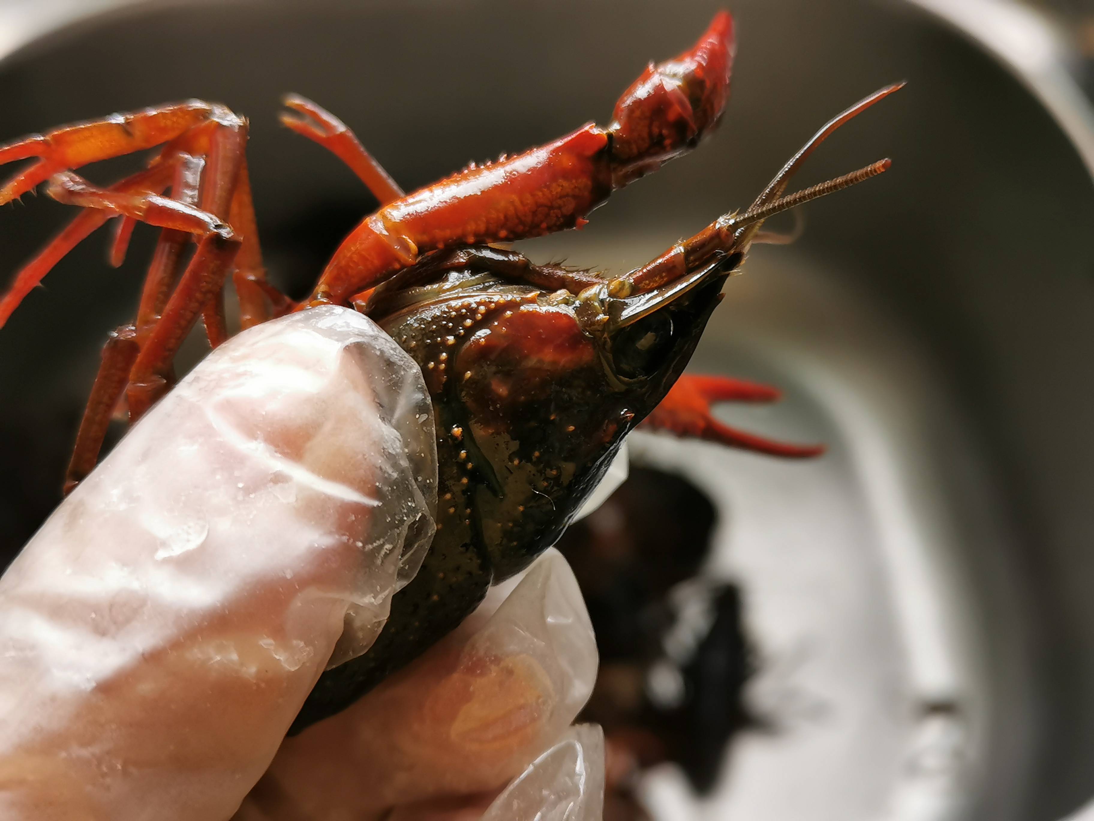 香辣小龍蝦的做法-香辣味炒菜譜-易網健康養生網 香辣小龍蝦的做法-香辣味炒菜譜