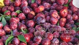 夏季養生吃什么好?