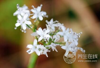 寒露后如何養(yǎng)生？寒露養(yǎng)生要點