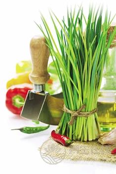 春季<a href=http://m.logojc.com/jkys/ target=_blank class=infotextkey>養生</a>保健菜 吃韭菜的七個學問 <a href=http://m.logojc.com/tags-春季養生.html target=_blank class=infotextkey>春季養生</a>保健菜 吃韭菜的七個學問
