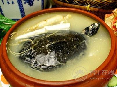 清燉甲魚湯的做法 讓身體溫暖整個冬天 清燉甲魚湯的做法 讓身體溫暖整個冬天