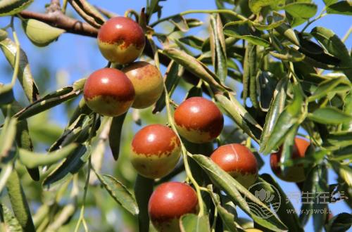 秋天養生要管住嘴,4種水果越吃越傷身,別再在秋天吃了 秋天養生要管住嘴,4種水果越吃越傷身,別再在秋天吃了