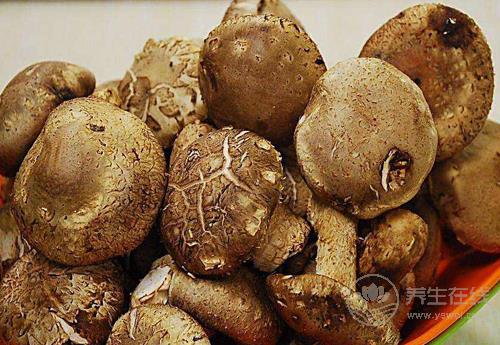秋季多吃菌類,營(yíng)養(yǎng)豐富,對(duì)身體好處多多 秋季多吃菌類,營(yíng)養(yǎng)豐富,對(duì)身體好處多多