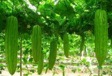 夏季天氣燥熱失眠需要這樣調(diào)理