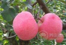 養生飲食就一定要清淡嗎？夏季養生可以這樣吃！