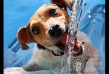 老人在夏季要補這四樣,您都補了嗎？