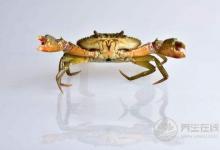 三伏天該怎么吃？對抗炎熱夏季的飲食攻略，我來教你清爽又健康！