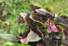 秋分為什么要吃秋菜？