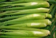 夏季養生 莫忘“水中四寶”！