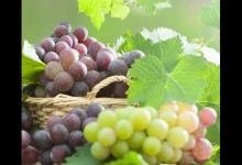 秋季養生法則：常吃葡萄，能收獲3大好處