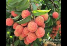 怎么吃荔枝不上火？學會5個方法