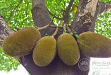 秋天養生要管住嘴，4種水果越吃越傷身，別再在秋天吃了