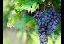 夏季要補(bǔ)氣，為你推薦5種食物