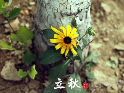 立秋節(jié)氣飲食 宜清肺忌生冷