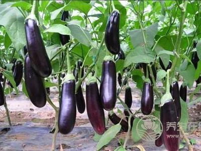 立秋應該吃什么食物好?立秋養生的原則是什么?