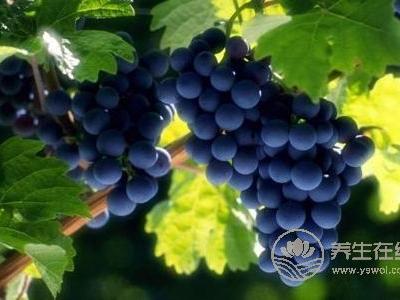 秋分習俗要吃什么?秋分禁忌吃什么?