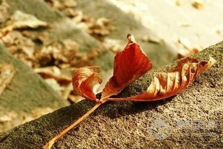 寒露節(jié)氣預(yù)防哪些疾病?寒露節(jié)氣預(yù)防疾病方法是什么?