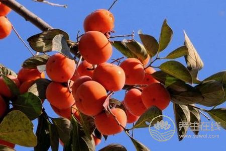 霜降的時候吃什么?霜降飲食原則是什么?-易網健康<a href=http://m.logojc.com/jkys/ target=_blank class=infotextkey>養生</a>網 霜降的時候吃什么?霜降飲食原則是什么?