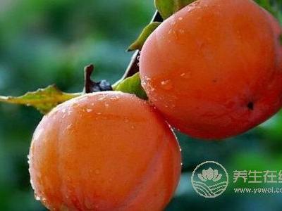 霜降養(yǎng)生吃柿子好嗎?霜降養(yǎng)生吃柿子的好處是什么?