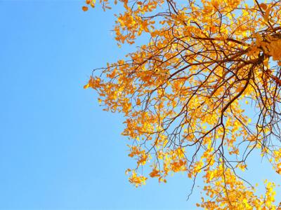 如何預(yù)防秋老虎？秋老虎時(shí)期吃什么好？