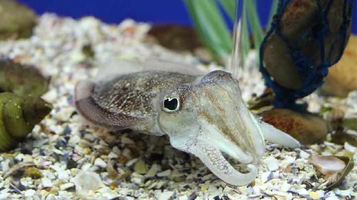 夏天祛濕養胃吃什么好 夏天養胃推薦3款祛濕養胃美味-易網<a href=http://m.logojc.com/ target=_blank class=infotextkey>健康養生</a>網 夏天祛濕養胃吃什么好 夏天養胃推薦3款祛濕養胃美味