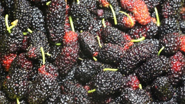 冬季吃什么補腎壯陽?必備食物吃這些-易網<a href=http://m.logojc.com/ target=_blank class=infotextkey>健康養生</a>網 冬季吃什么補腎壯陽?必備食物吃這些