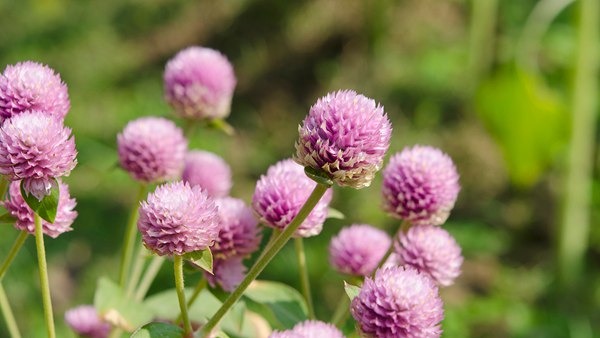 今日白露 秋天要來(lái)了-易網(wǎng)健康<a href=http://m.logojc.com/jkys/ target=_blank class=infotextkey>養(yǎng)生</a>網(wǎng) 今日白露 秋天要來(lái)了