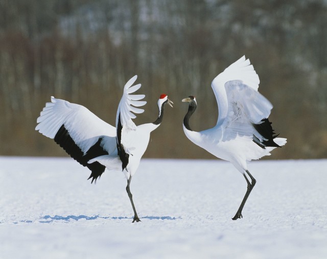 宮斗劇中的鶴頂紅真實存在嗎？它的毒性究竟如何