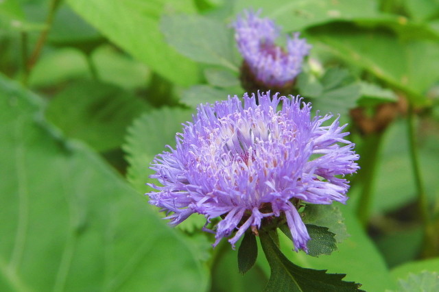 藿香正氣水的功效是什么，有哪些使用禁忌