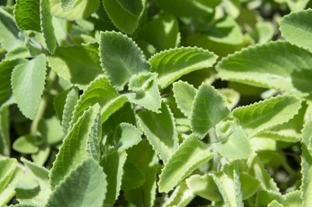 藿香正氣水的功效是什么，有哪些使用禁忌