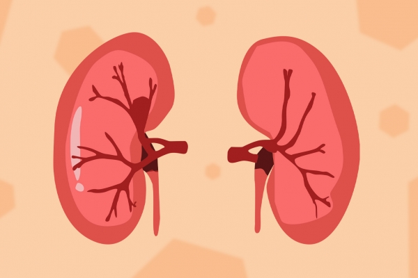 秋季怎么養(yǎng)腎-易網(wǎng)<a href=http://m.logojc.com/ target=_blank class=infotextkey>健康養(yǎng)生</a>網(wǎng) 秋季怎么養(yǎng)腎