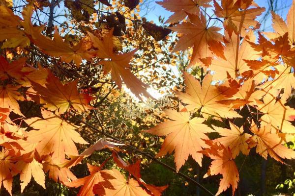 秋分是二十四節(jié)氣的第幾個