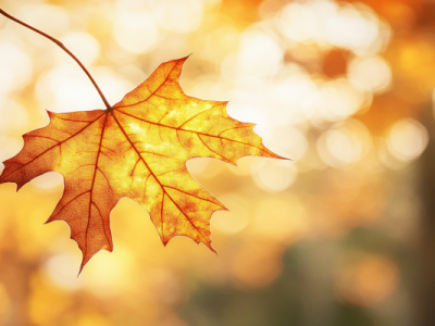 秋分屬于什么季節(jié)