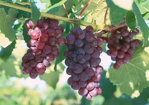 夏天吃葡萄有7大好處,可惜很多人都不會吃! 夏天吃葡萄有7大好處,可惜很多人都不會吃!