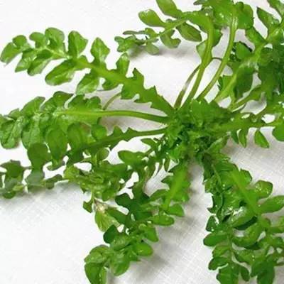 眼睛干、累？別急，吃這些可以緩解！