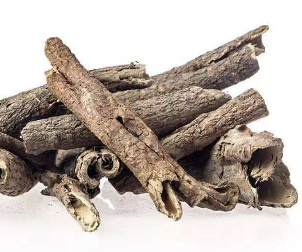 五加皮的功效與作用及禁忌_副作用及食用方法-易網健康<a href=http://m.logojc.com/jkys/ target=_blank class=infotextkey>養生</a>網 五加皮的功效與作用及禁忌_副作用及食用方法