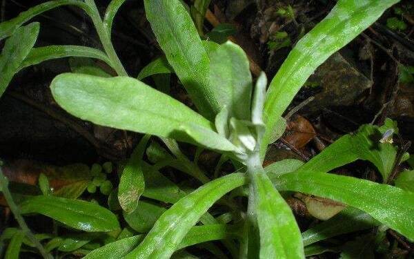 鄉(xiāng)下常見的草藥有哪些-易網(wǎng)健康<a href=http://m.logojc.com/jkys/ target=_blank class=infotextkey>養(yǎng)生</a>網(wǎng) 鄉(xiāng)下常見的草藥有哪些