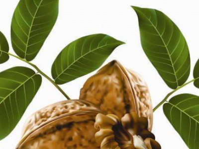 核桃葉的功效與作用及禁忌