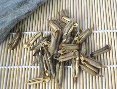 芝麻殼的功效與作用及禁忌