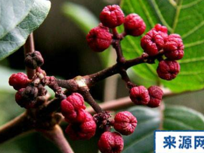 五除葉的功效與作用及禁忌