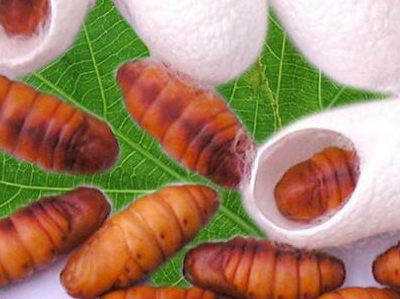 蟬蛹的功效與作用(蟬蛹的營養價值)